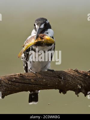 pied-Kinfisher mit Fisch Stockfoto