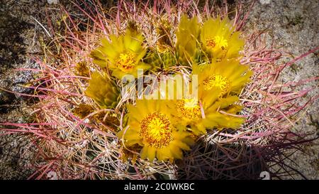 Nahaufnahme der im Frühling blühenden Fasskaktusblüten im Anza-Borrego Desert State Park, Kalifornien Stockfoto