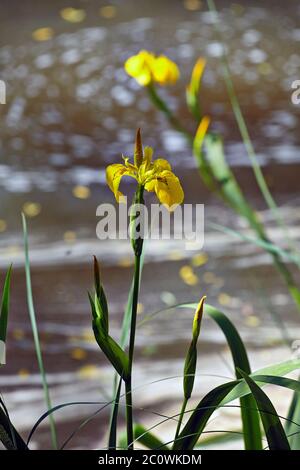 Gelbe Flagge Iris Iris Pseudacorus wächst in Feuchtgebieten Sümpfe und waterside Margen Stockfoto