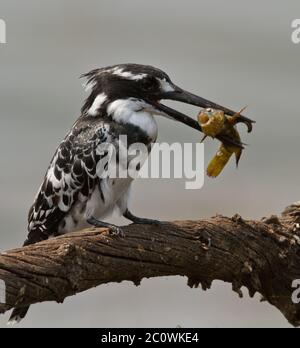 pied-Kinfisher mit Fisch Stockfoto