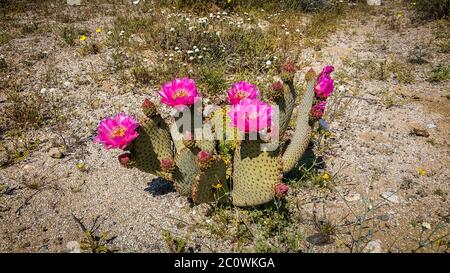 Nahaufnahme eines einzelnen Beavertail Cactus in Blüte im Frühling im Anza-Borrego Desert State Park Stockfoto