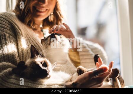 Süße Freundschaft zwischen Mensch und Katze. Katzenpfoten in der Hand der Frau mit Sonnenlicht und Schatten. Momente des Vergnügens Stockfoto