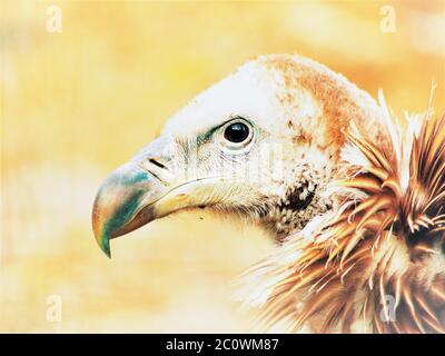 Himalaya-Gänsegeier, Gyps himalayensis, Nahaufnahme eines einzigartigen Bergfressvogels. Stockfoto