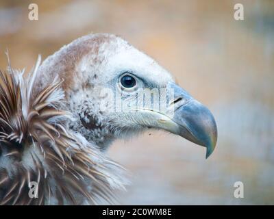 Himalaya-Gänsegeier, Gyps himalayensis, Nahaufnahme eines einzigartigen Bergfressvogels. Stockfoto