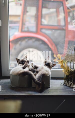 Zwei schöne Siamkatzen genießen die Sonne, während sie in der Nähe des Fensters im Haus liegen. Identische Katzen Stockfoto