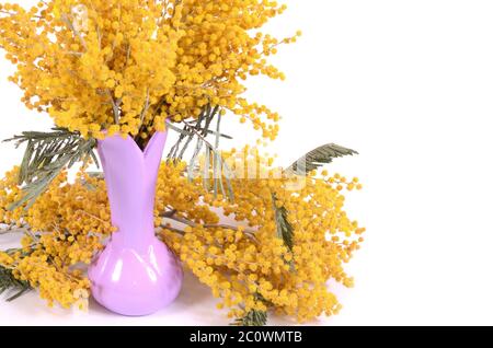 Gelbe Mimose, isoliert auf weißem Hintergrund Stockfoto