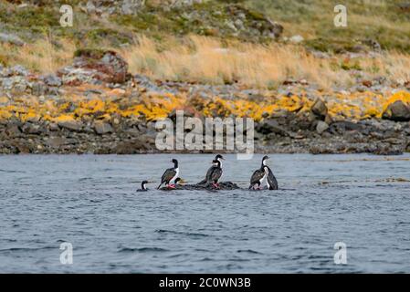 König Kormorane und magische bunte Märchenwälder und Buchten im Tierra del Fuego Nationalpark, Beagle Kanal, Patagonien, Argentinien, Herbst Zeit Stockfoto