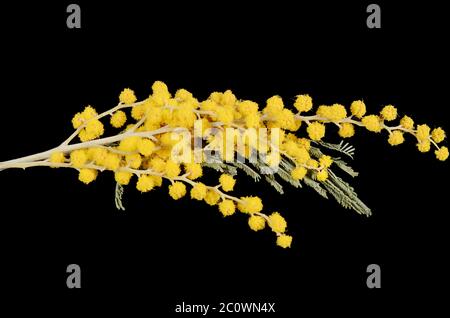 Gelbe Mimose auf schwarzem Hintergrund Stockfoto