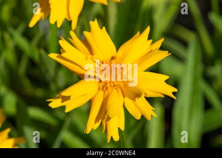 Coreopsis grandiflora 'Sun up' eine gelbe krautige mehrjährige Frühlings Sommer Herbst Blume Pflanze allgemein als Tickseed bekannt Stockfoto