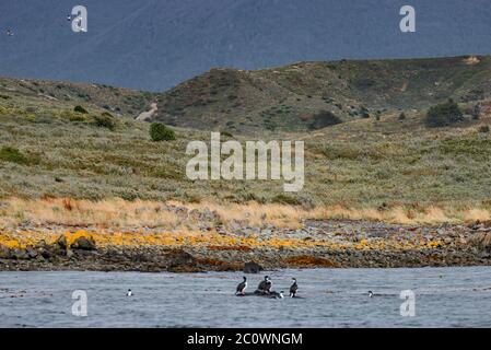 König Kormorane und magische bunte Märchenwälder und Buchten im Tierra del Fuego Nationalpark, Beagle Kanal, Patagonien, Argentinien, Herbst Zeit Stockfoto