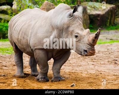 Nashorn, Diceros bicornis, im Zoo. Stockfoto