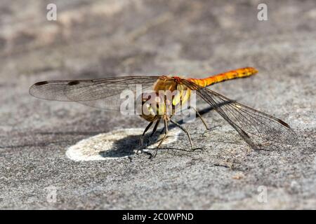 Die gemeine Drachenfliege ist eine der am häufigsten vorkommenden Insekten- und Insektenarten, die in Großbritannien und Europa gefunden werden Stockfoto