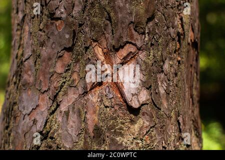 Geschnitztes Kreuz auf Kiefer im Wald Stockfoto