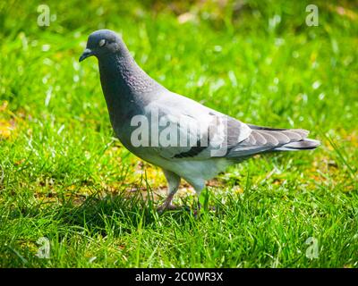 Feral Taube, Columba livia domestica, Spaziergänge im Gras Stockfoto