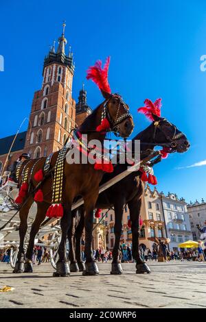 Pferdekutschen am Hauptplatz in Krakau Stockfoto