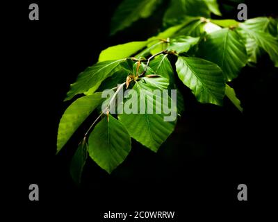 Grüne, üppige Buchenblätter auf dunklem Hintergrund. Frühlingsmotiv. Geringe Schärfentiefe. Stockfoto