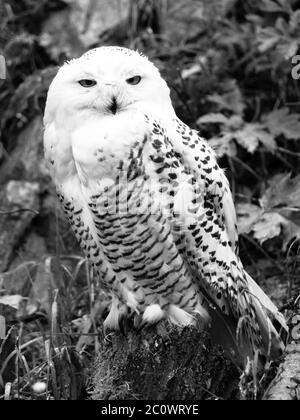 Schneeule, Bubo scandiacus, sitzt auf dem Baumstumpf . Schwarzweiß-Bild. Stockfoto