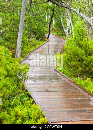 Schmaler Holzweg im Birkenwald. Nach Regen sind die Planken nass und glänzend. Chalupska Moor im Sumava Nationalpark, Tschechische Republik Stockfoto