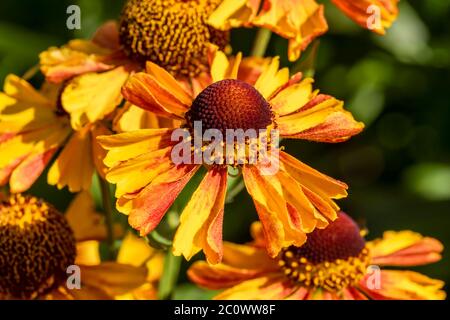 Helenium autumnale 'Western Mischung' eine gelb rote krautige Sommer Herbst mehrjährige Blume Pflanze allgemein bekannt als Sneezezeeed Stockfoto