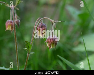 Blumen Geum Rivale Nahaufnahme, Heilpflanze in der Volksmedizin verwendet Stockfoto
