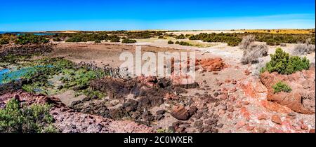 Kolonie von Magellanic Pinguinen an Punta Tombo Ufer der nahe Halbinsel Valdes, Patagonien, Argentinien, Sommerzeit Stockfoto