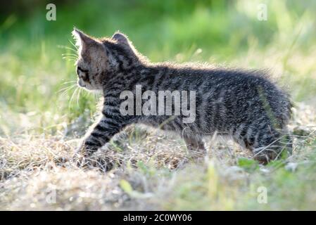 Kleine Kätzchen wandern im grünen Gras auf dem Rasen Stockfoto
