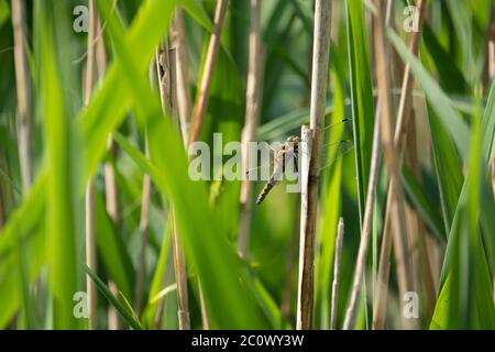 Der große Libelle großer blauer Pfeil (Orthetrum concellatum) sitzt auf einem Schilf Stockfoto