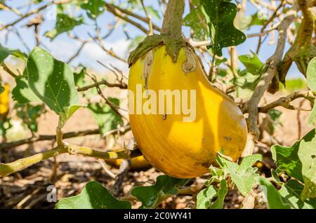 Sonnenlicht Auf Reifen Garten Ei Im Garten Stockfoto
