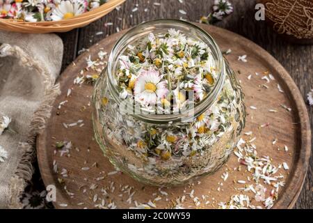 Zubereitung eines hausgemachten Kräutersirup gegen Husten von gemeinsamen Gänseblümchen Blumen Stockfoto