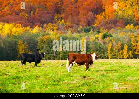 Zwei Kühe auf einer Weide in Herbstlandschaft. Stockfoto