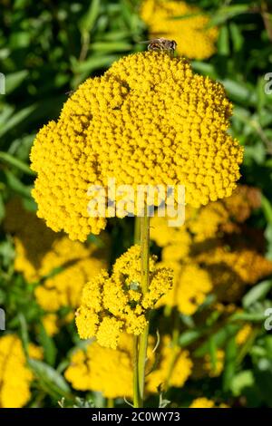 Achillea fillpendulina 'Gold Plate' eine gelbe Sommer blühende Pflanze allgemein als Schafgarbe oder Goldplatte bekannt Stockfoto