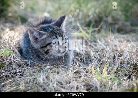 Ein kleines Kätzchen sitzt auf dem Rasen im trockenen Gras Stockfoto