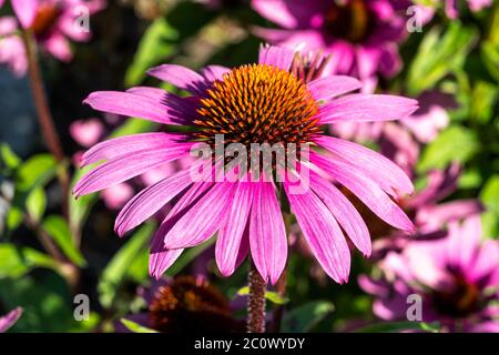 Echinacea purpurea 'Praire Splendor' eine krautige rosa lila mehrjährige Sommer Herbst Blume Pflanze allgemein als Koneblume bekannt Stockfoto