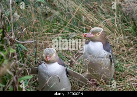 Zwei seltene Gelbäugige Pinguine in ihrem natürlichen Lebensraum außerhalb des Katiki Point Lighthouse in Neuseeland Stockfoto