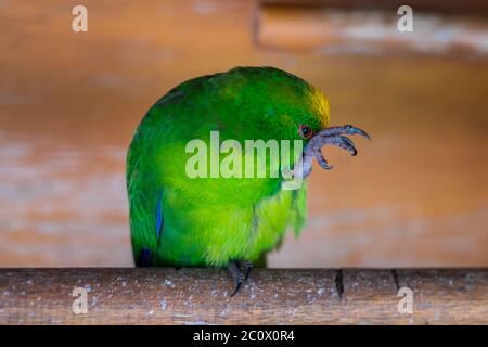 Neuseeländischer Gelbkronensittich (Cyanoramphus auriceps). Eine der endemischen Papageienarten Neuseelands. Stockfoto