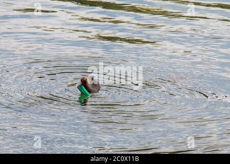 Eurasischer Ruß (Fulica atra) Küken schwimmen im Wasser, versuchen, ein Kunststoff-Feuerzeug zu essen Stockfoto