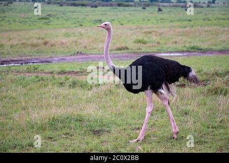Ein Straußenvogel zieht von der Savanne in Kenia durch die Graslandschaft Stockfoto