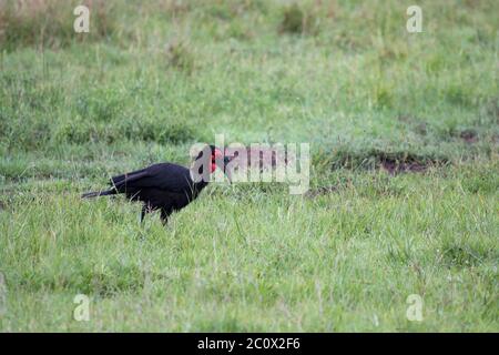 Auf den Ästen eines Baumes sitzen einheimische kenianische Vögel in bunten Farben Stockfoto