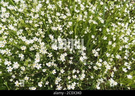 Blütenstelze, Stellaria holostea, Blüten aus der Nähe Stockfoto