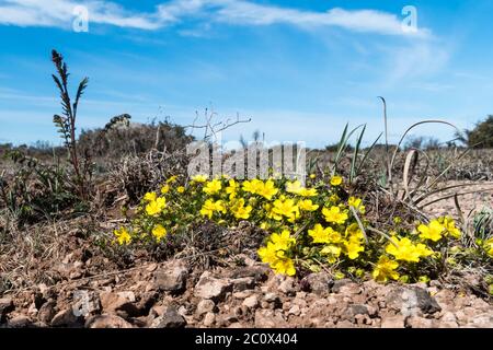 Gruppe mit blühenden Steinrosen in einem großen, Ebenen Grasland auf der Insel Oland in Schweden Stockfoto