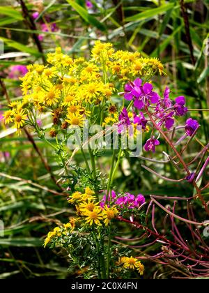 Rosebay Willowherb (Chamerion angustifolium) und Ragwort (jacobaea vulgaris) wachsen wild im Moore Nature Reserve, Halton, Cheshire, England Stockfoto