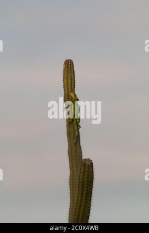 Grüner Leguan (Leguan Leguan) Sonnenbaden auf einem riesigen Club Kaktus (Cereus repandus) Stockfoto