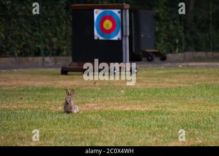 Junger wilder Hase (Oryctolagus cuniculus), der im Gras auf einem Schießstand im Bogenschießen steht Stockfoto