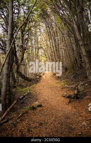 Wanderweg durch den magischen Magellanic Lenga Wald im Tierra del Fuego Nationalpark, Patagonien Stockfoto