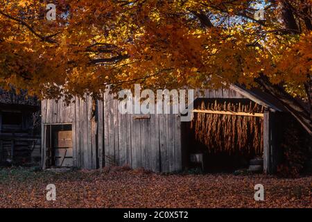 Burley Tabak in einer offenen Scheune in Brown County, Indiana, USA [Keine Eigentumsfreigabe; nur für redaktionelle Lizenzierung verfügbar] Stockfoto