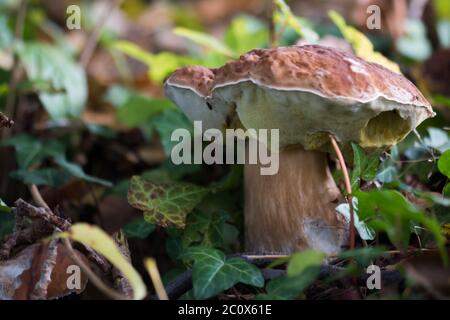 Alte keps (Boletus edulis) in der Natur Stockfoto