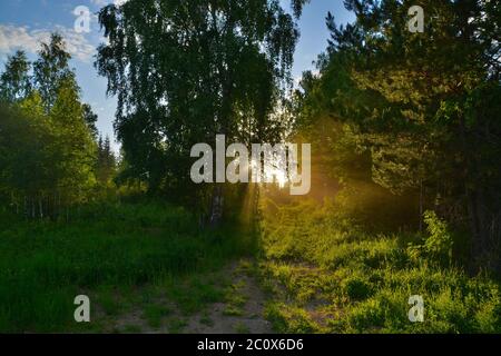 Goldene Lichtstrahlen durchbrechen die Baumkronen An einem Sommerabend mit einem Pfad im Wald Stockfoto