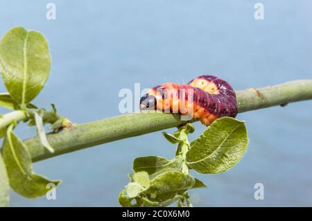 Selektiver Fokus des Cossus cossus Raupe der Ziegenmotte, der auf dem Ast läuft, ist eine Motte der Familie Cossidae Stockfoto