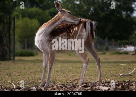 Junger Damhirsch (Dam dama), der sich selbst ausbreitet Stockfoto