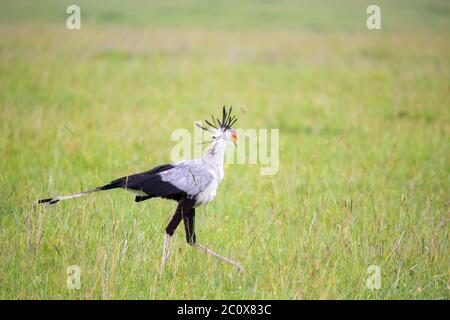 Eine Vogelsekretärin geht über ein grünes Feld Stockfoto